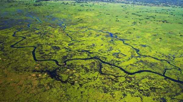 Pantanal_Mato_Grosso_Brasil 2