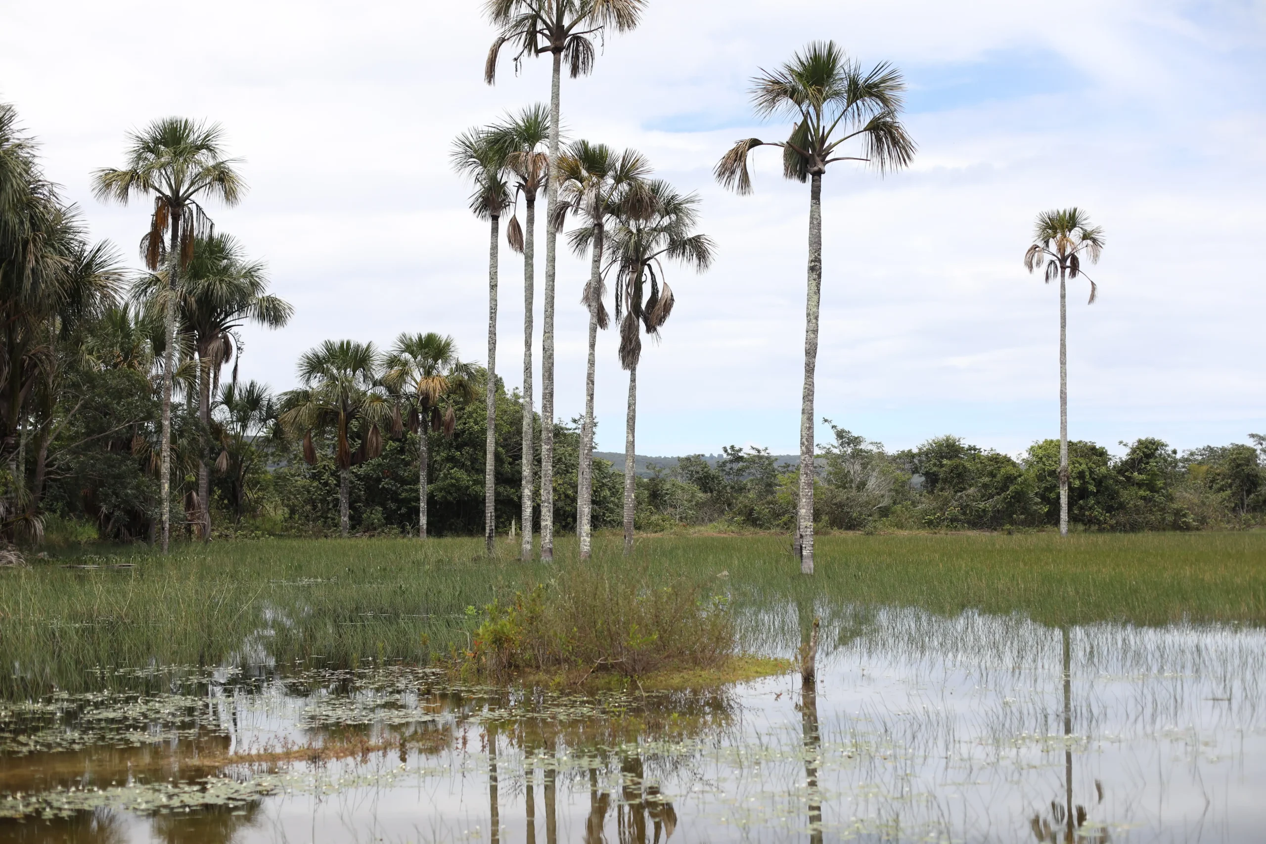 Estacion Ecologica Aguas Emendadas